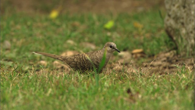 Inca Dove - ML459719