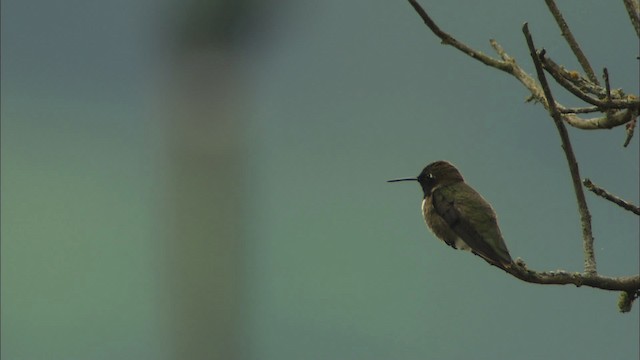 Colibri à gorge noire - ML459720