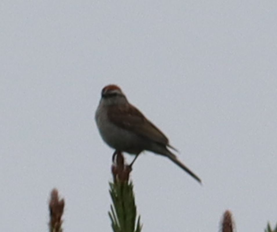 Chipping Sparrow - ML459720991