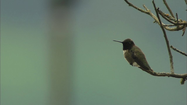 Colibri à gorge noire - ML459721