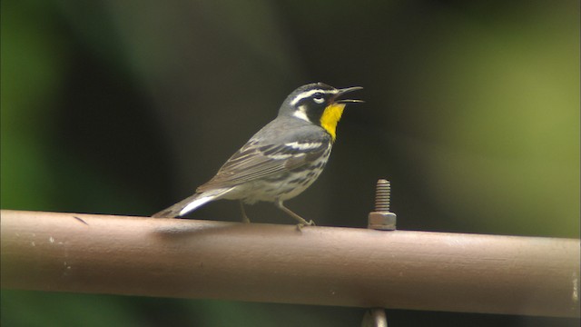 Yellow-throated Warbler - ML459722