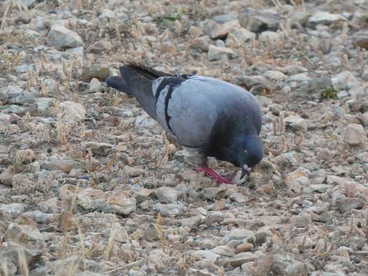 Pigeon biset (forme domestique) - ML459722701