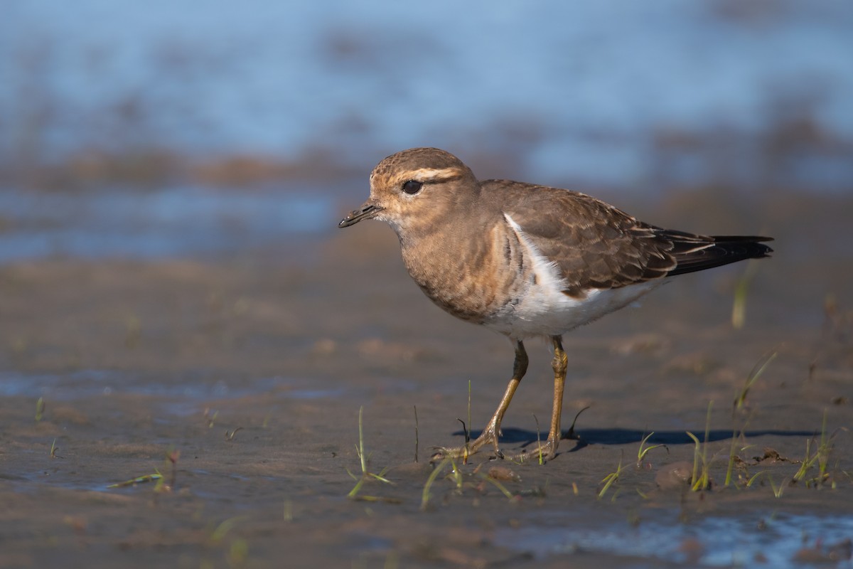 Rufous-chested Dotterel - Pablo Re