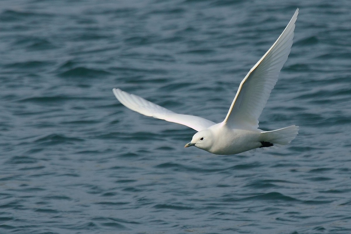 Ivory Gull - António Gonçalves