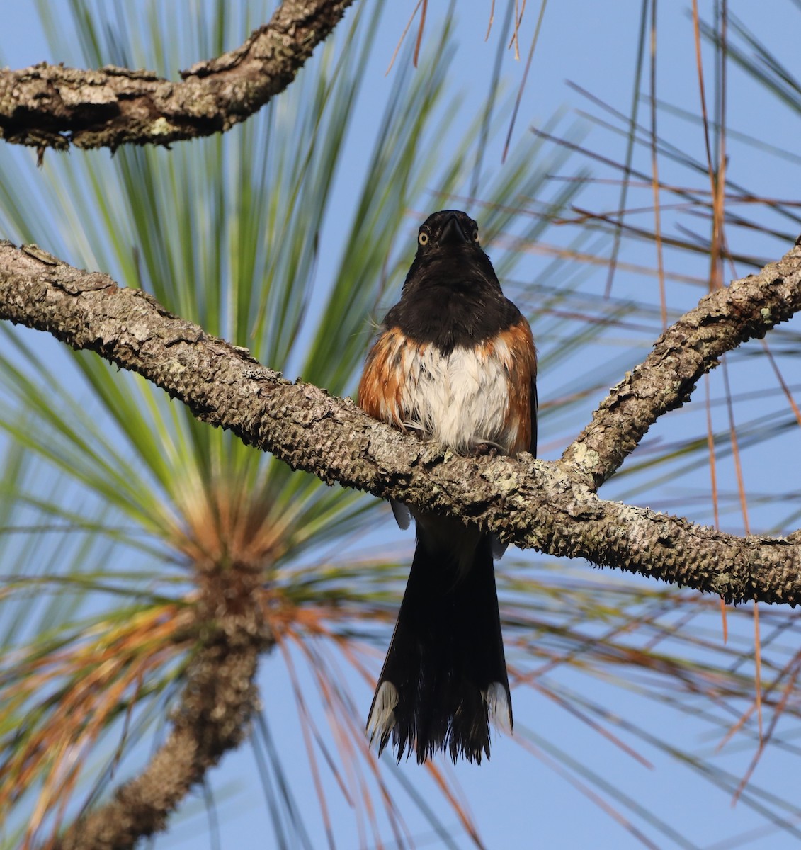 Eastern Towhee - ML459723021