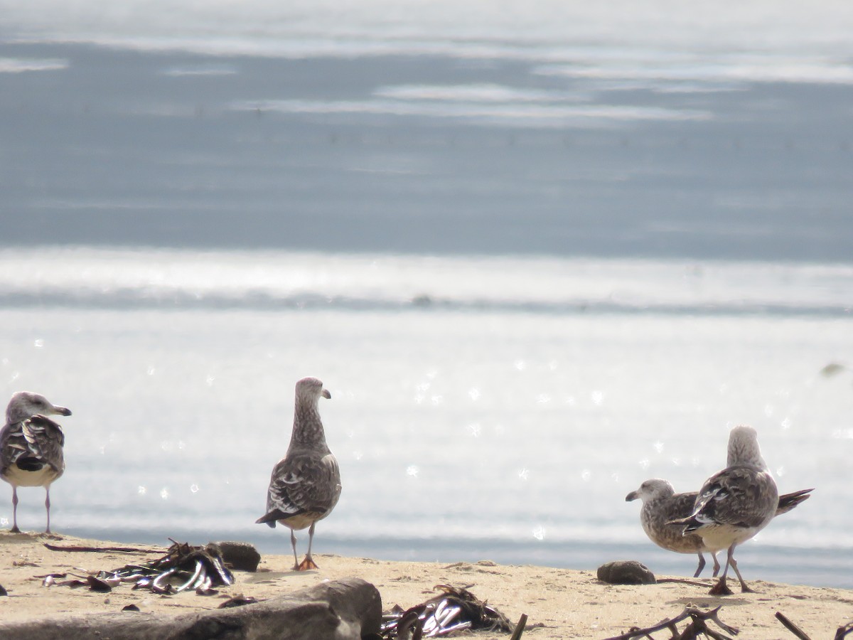 Kelp Gull - ML459723681