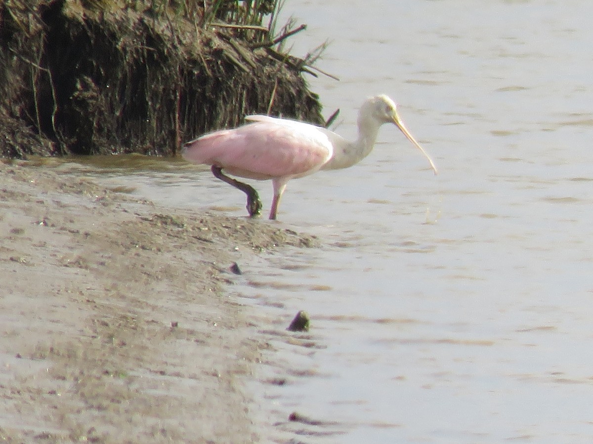 Roseate Spoonbill - Patrícia Canapini