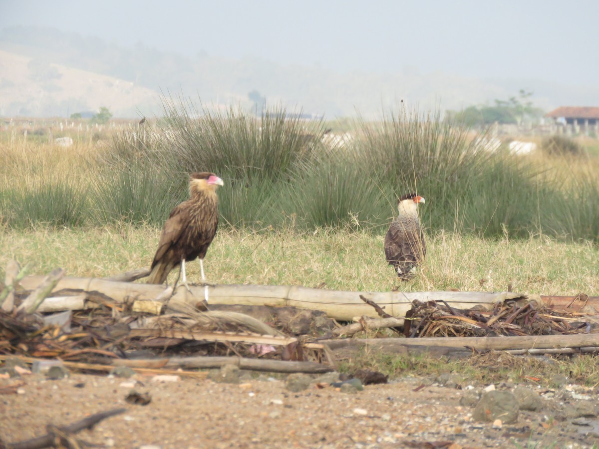 Crested Caracara - ML459724331