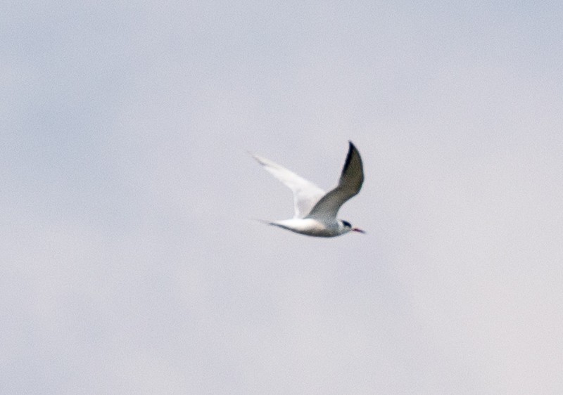 Common Tern - ML459724561