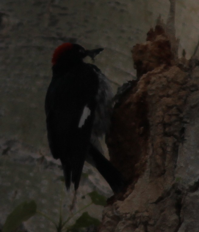 Acorn Woodpecker - ML459726731