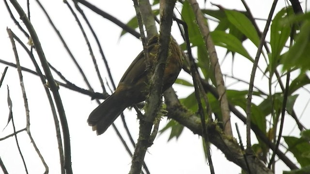 Ochre-breasted Tanager - ML459726891