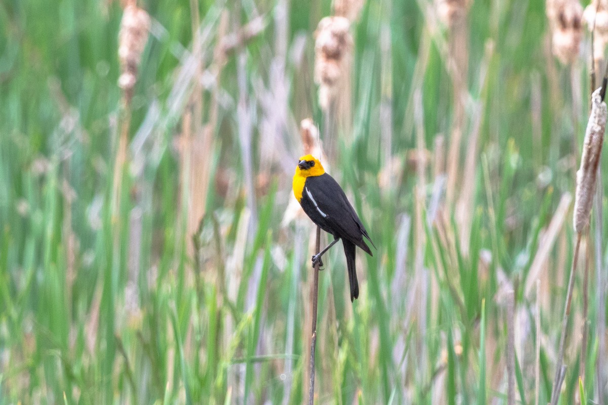 Yellow-headed Blackbird - ML459727591