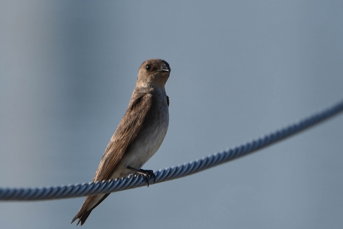 Northern Rough-winged Swallow - ML459729891