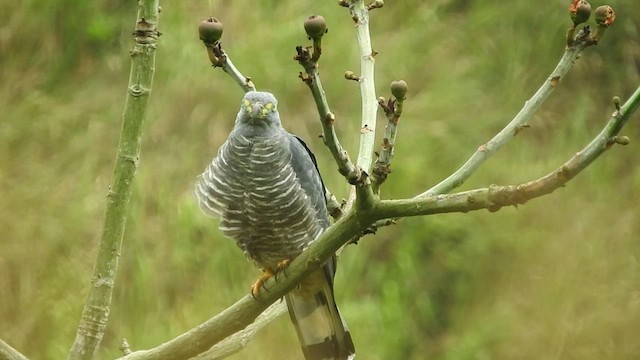 Hook-billed Kite - ML459730251