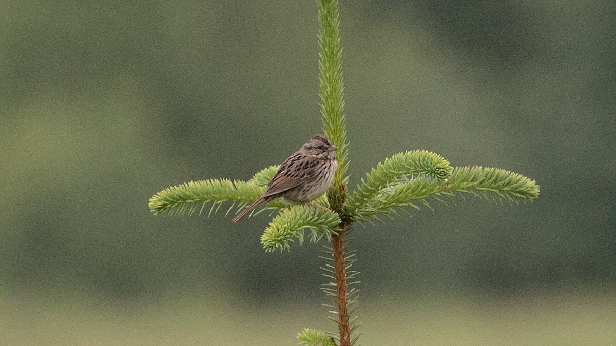 Song Sparrow - James Zuelow