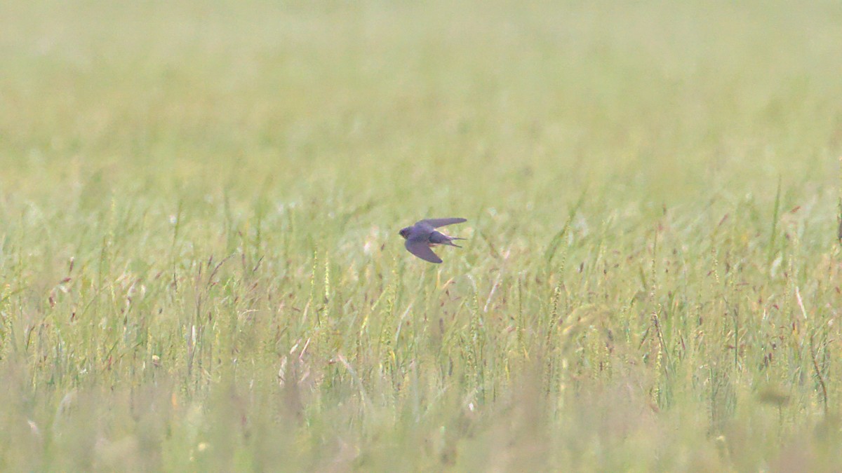 Barn Swallow - ML459733061