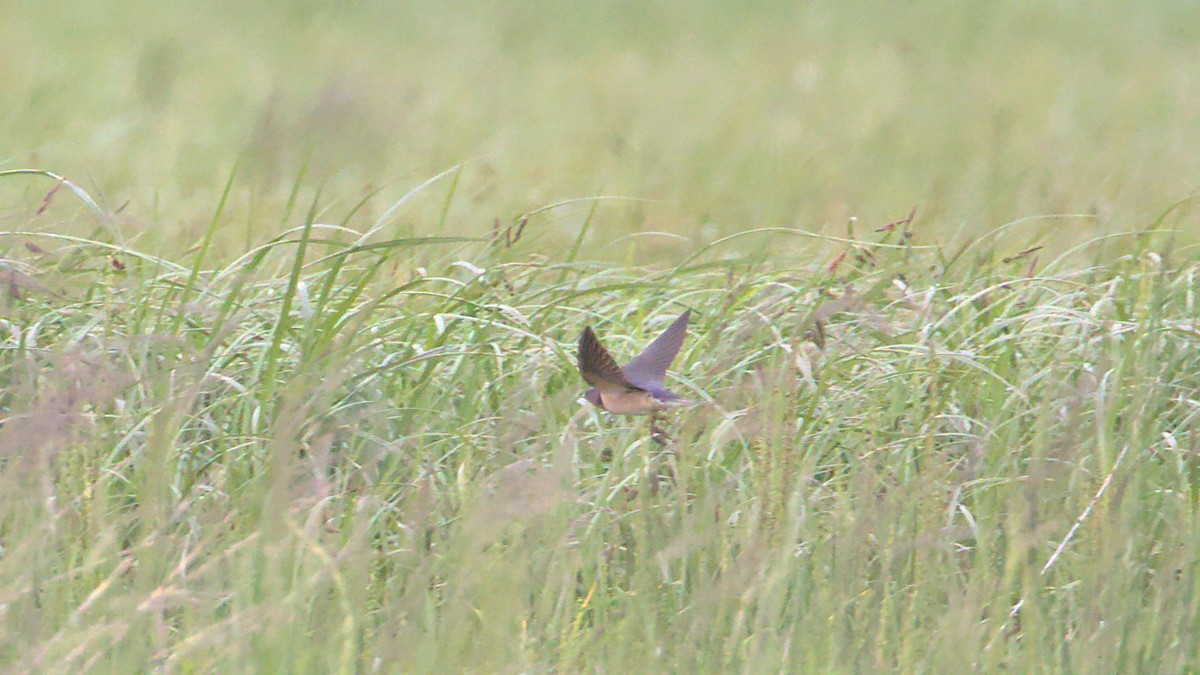 Golondrina Común - ML459733091