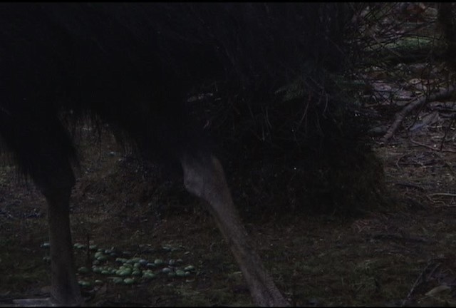 Dwarf Cassowary - ML459734