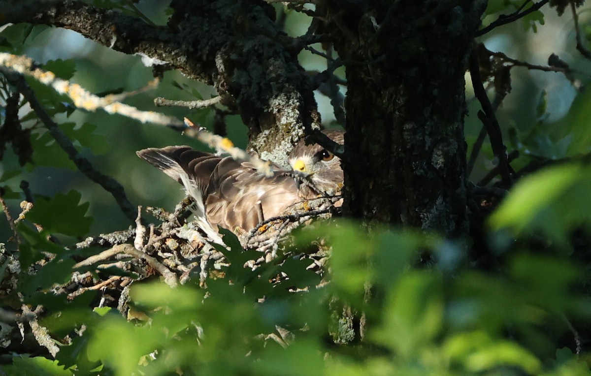 Broad-winged Hawk - Mike Sweet