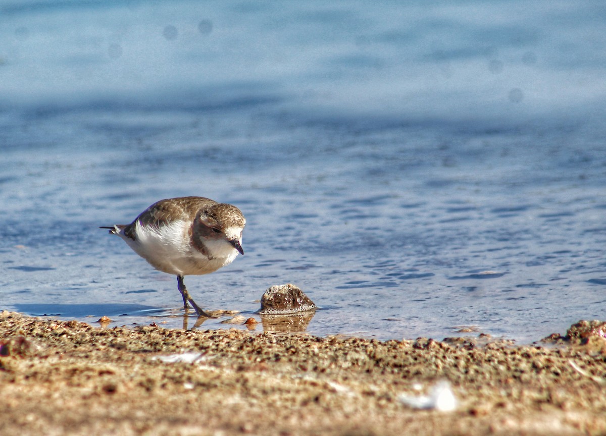 Puna Plover - Rodrigo Trecaman