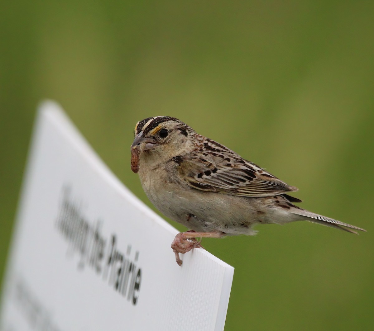 Grasshopper Sparrow - ML459734491