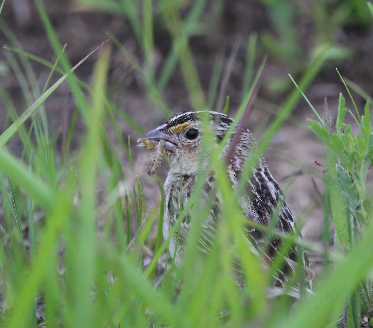 Grasshopper Sparrow - ML459734501