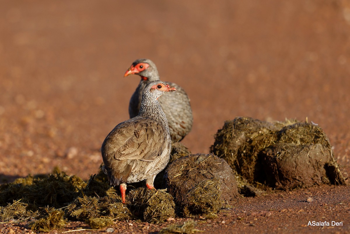 Francolin à gorge rouge (cranchii/harterti) - ML459735931