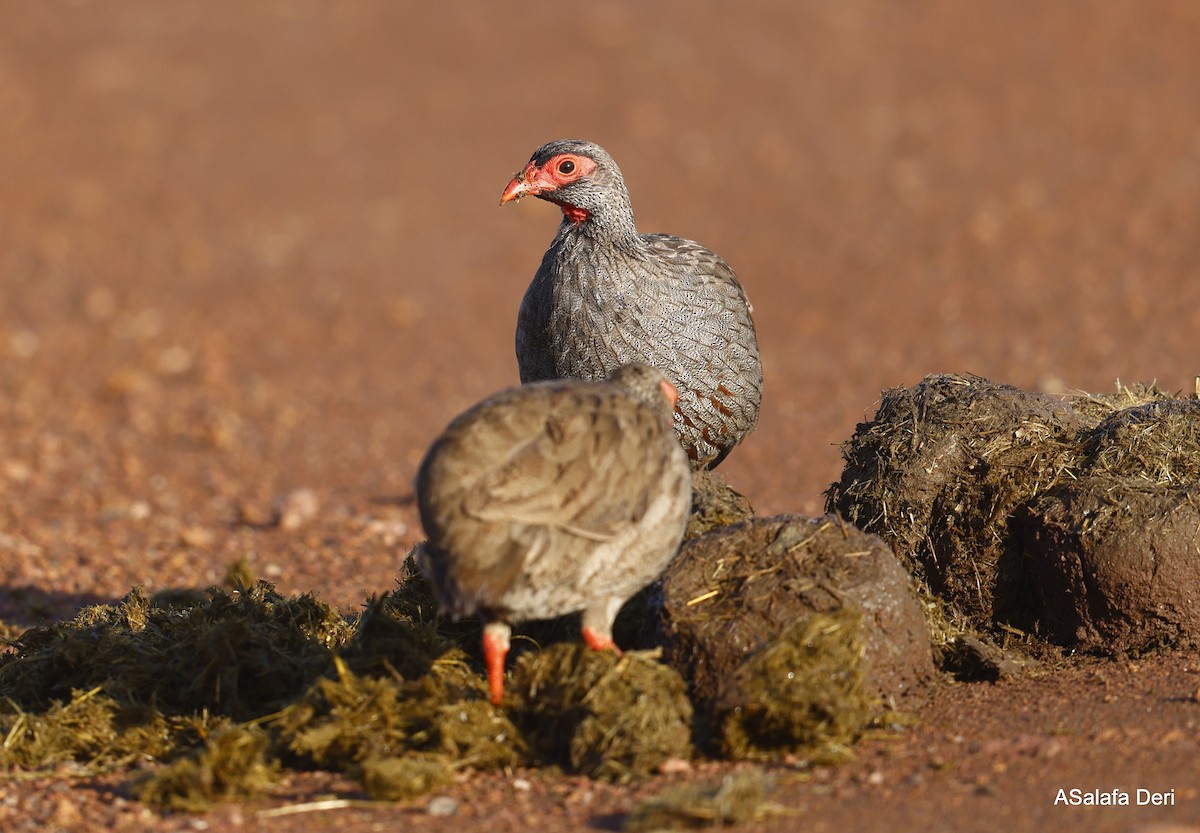 Red-necked Spurfowl (Cranch's) - ML459735951