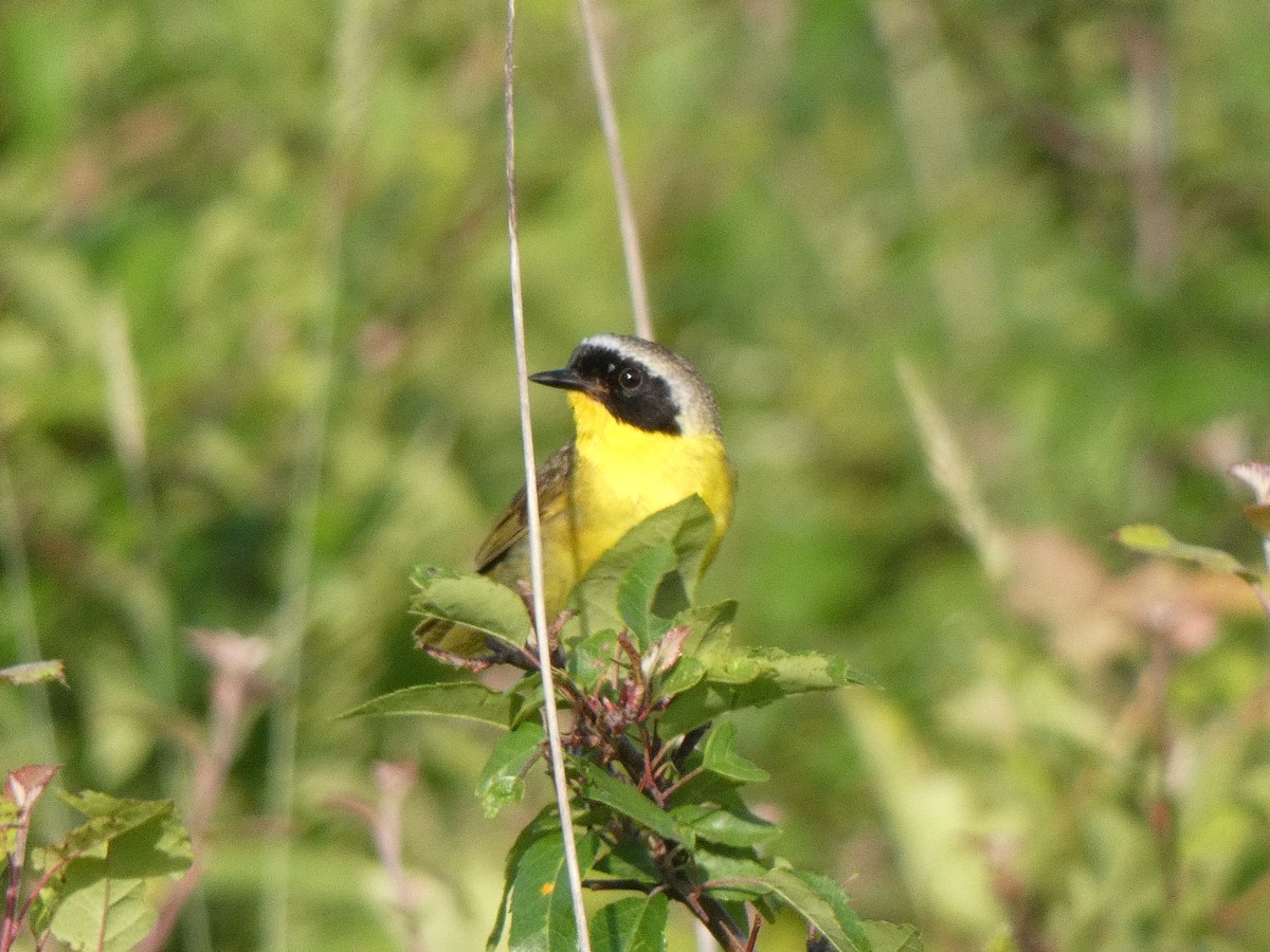 Common Yellowthroat - ML459736211