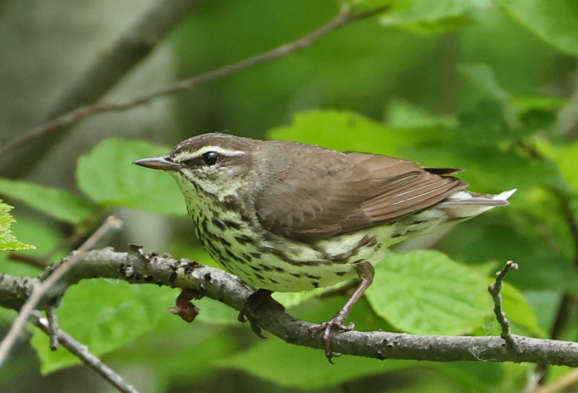 Northern Waterthrush - Mike Sweet