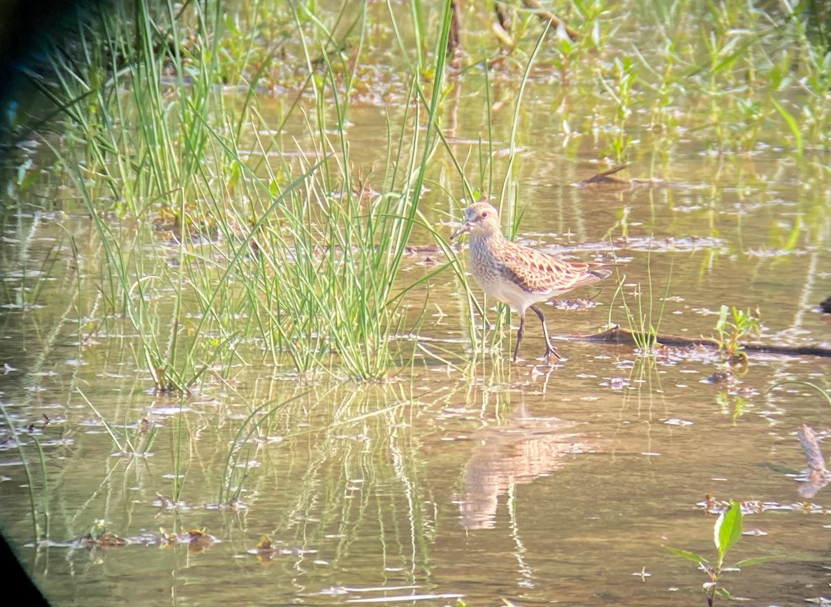 White-rumped Sandpiper - ML459739281