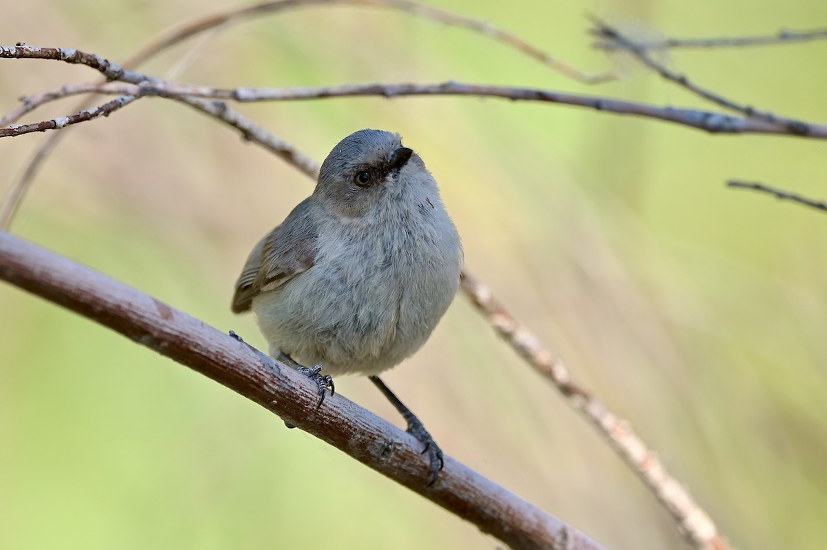Bushtit - ML459739981