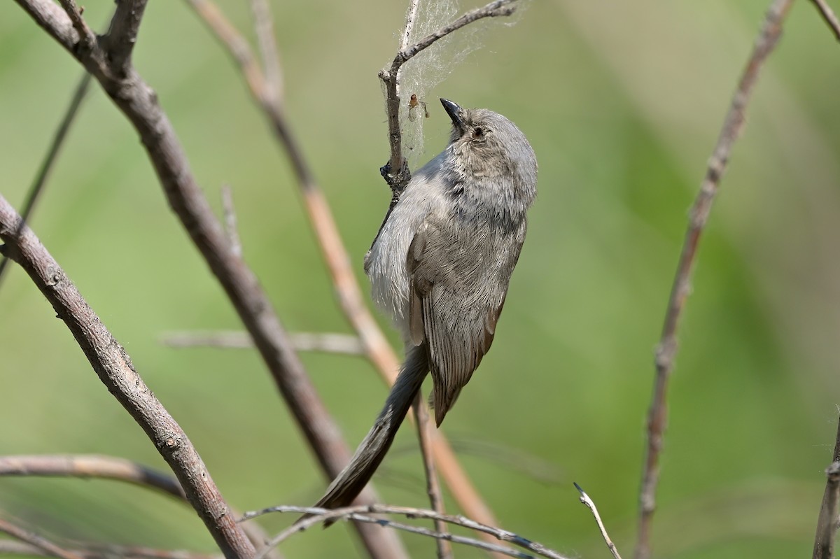 Bushtit - ML459740111