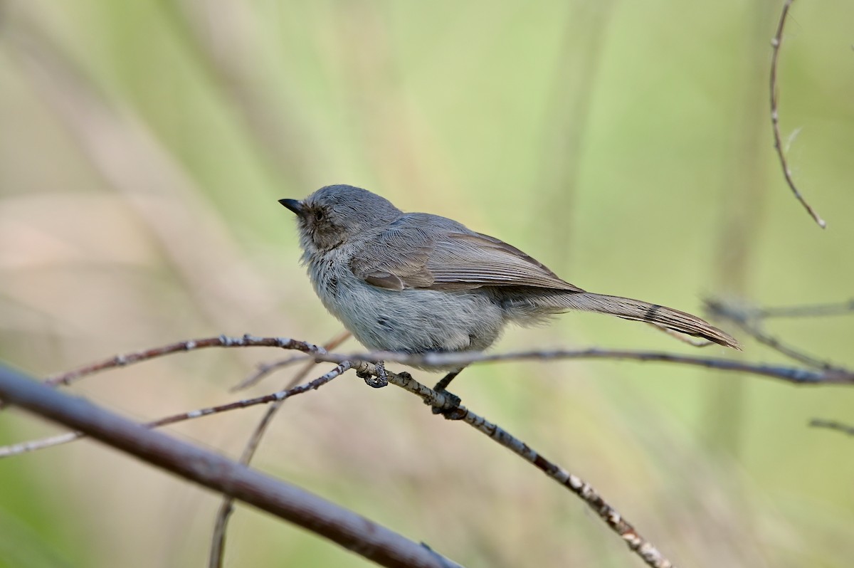 Bushtit - ML459740121