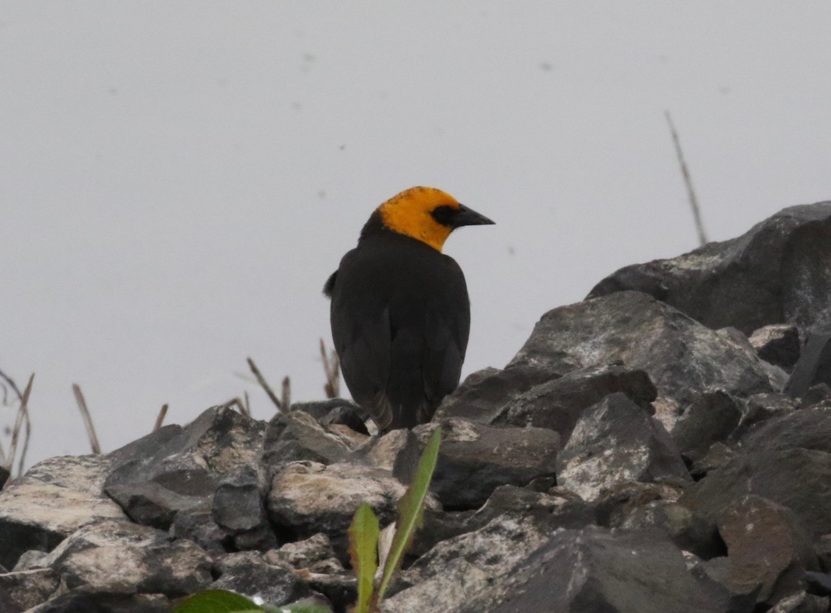 Yellow-headed Blackbird - Dan Waggoner