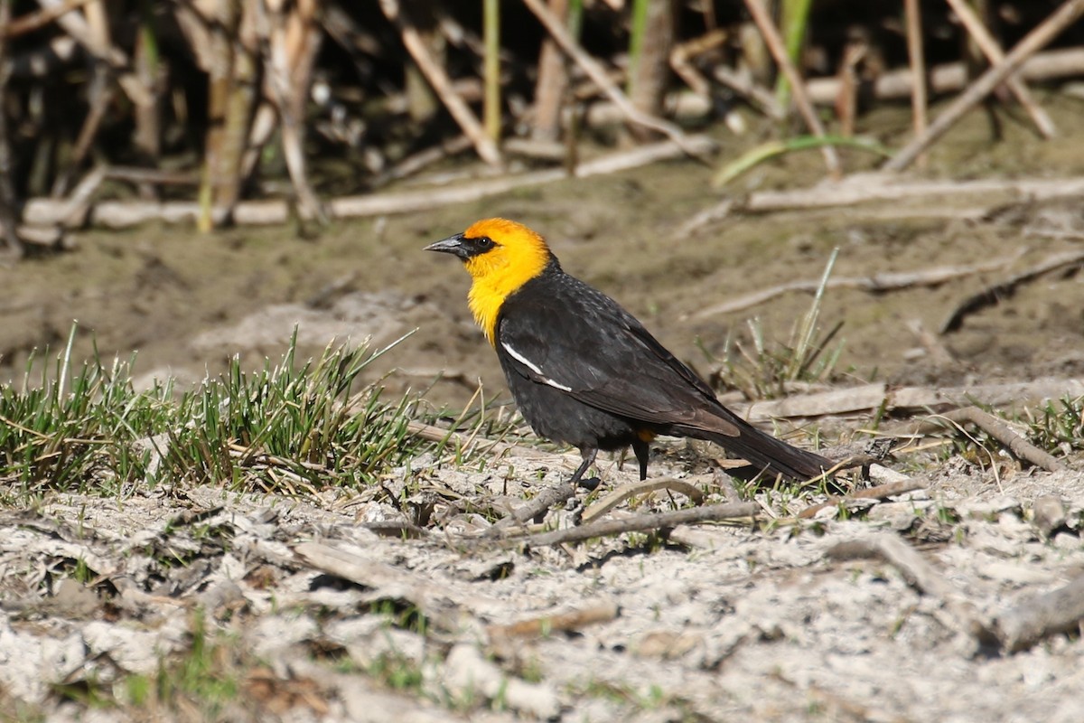 Yellow-headed Blackbird - ML459742141