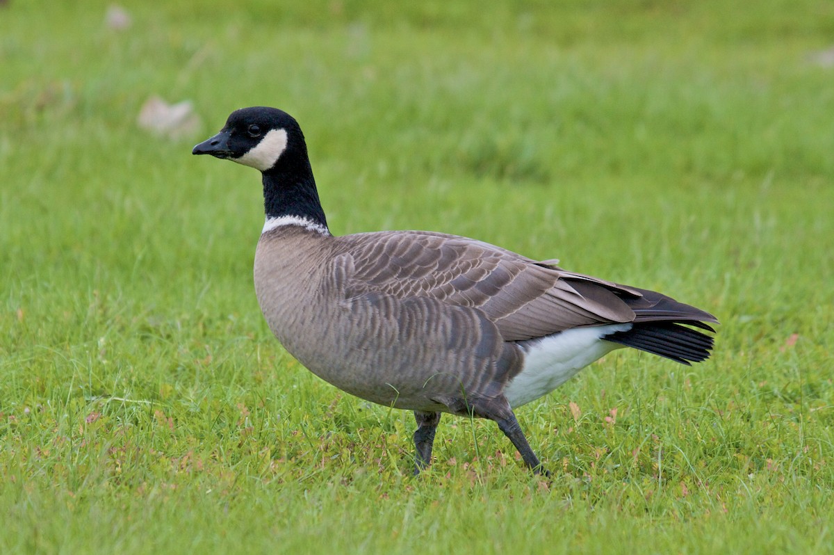 Gıdaklayan Kaz (leucopareia) - ML45974291