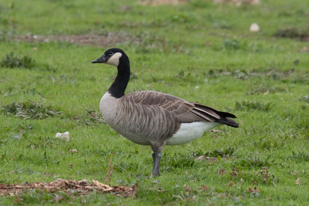 Canada Goose (canadensis Group) - Matt Brady