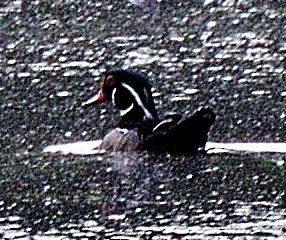 Wood Duck - ML459743841