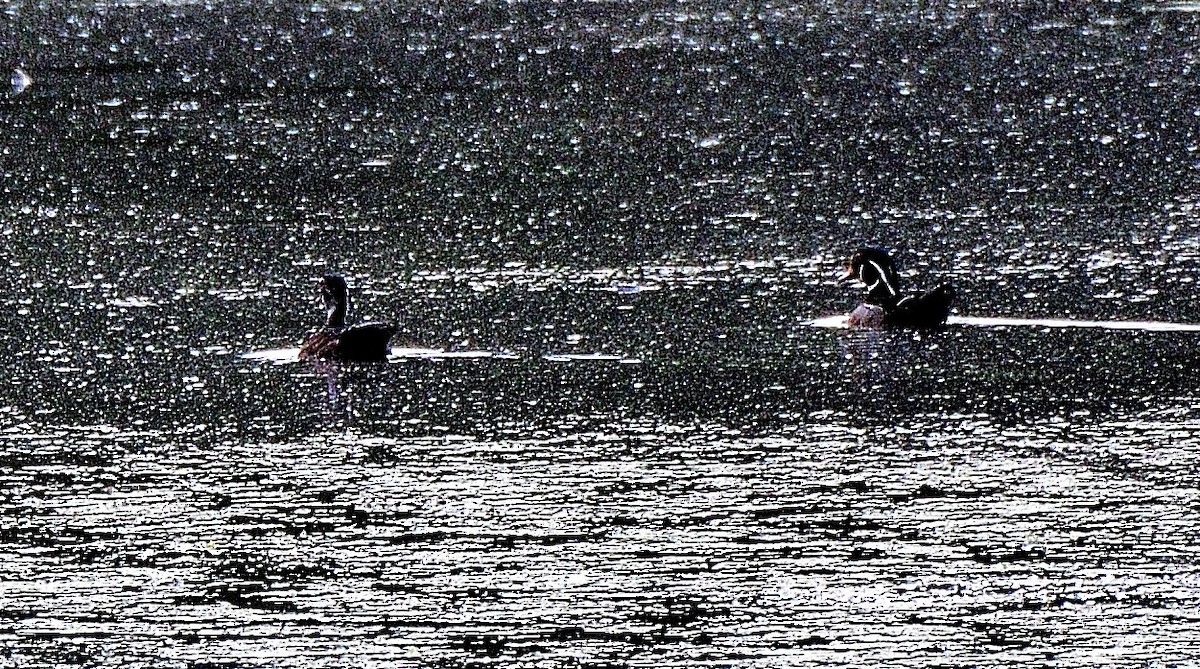 Wood Duck - ML459743851