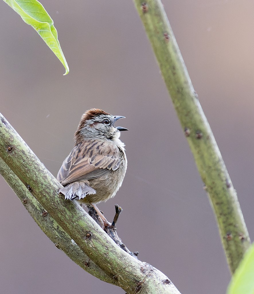 Oaxaca Sparrow - manuel grosselet