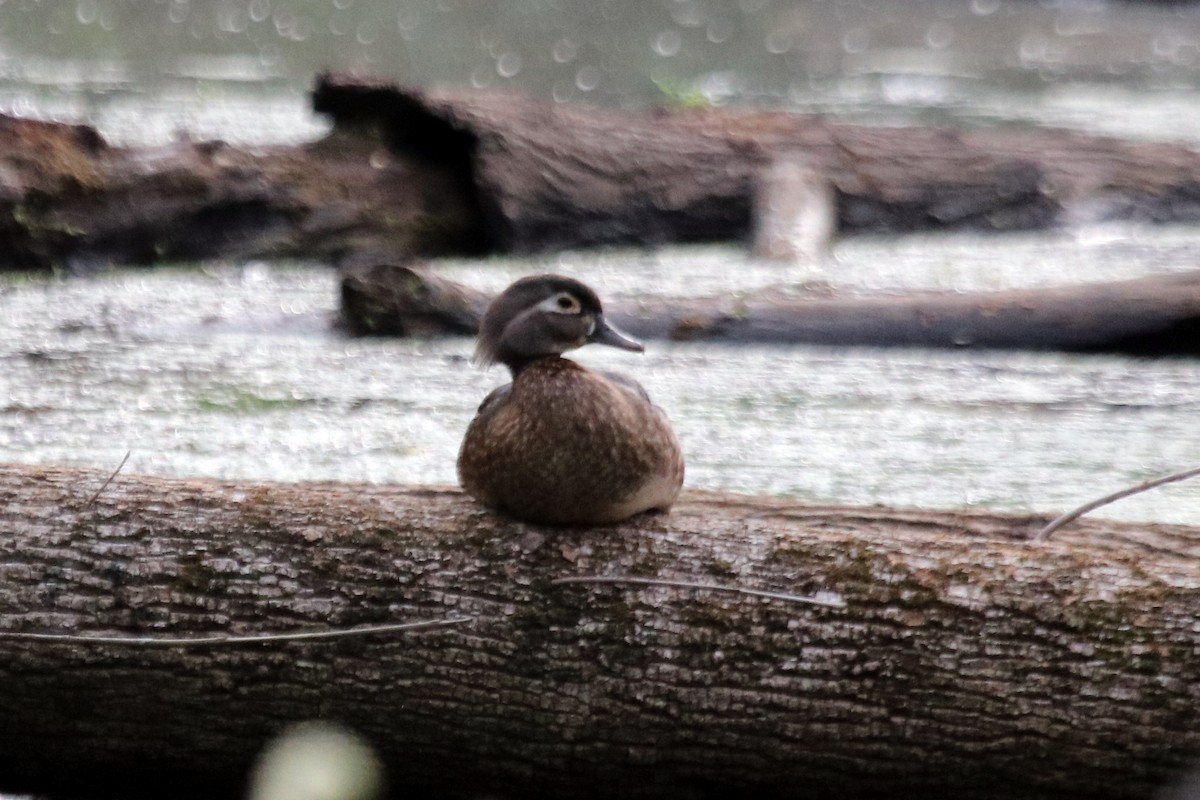 Wood Duck - ML459748761