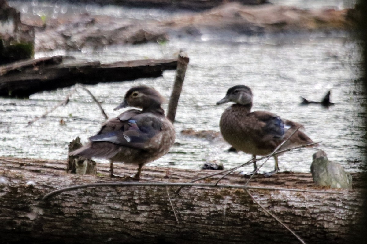 Wood Duck - ML459748771