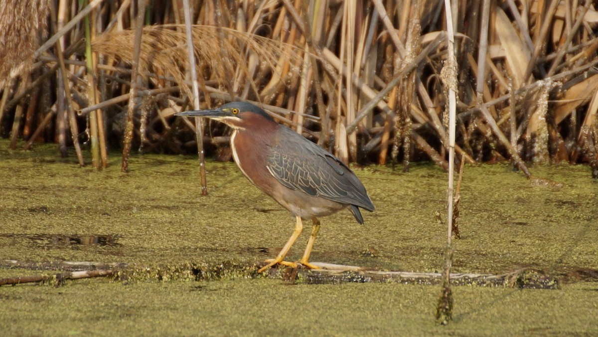 Green Heron - ML459748791