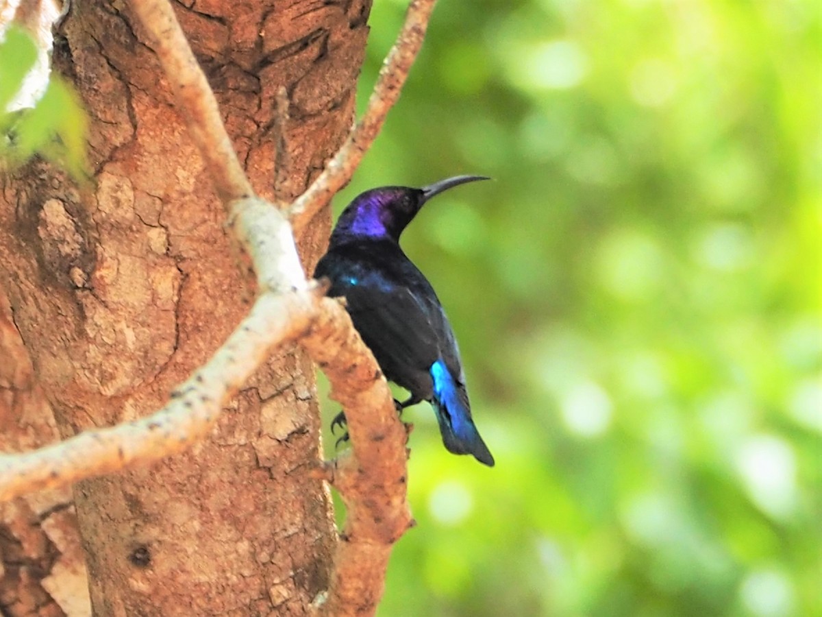 Superb Sunbird - Andre Coquerel