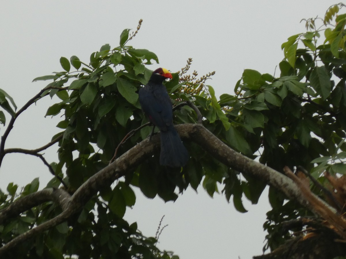 Violet Turaco - ML459749581