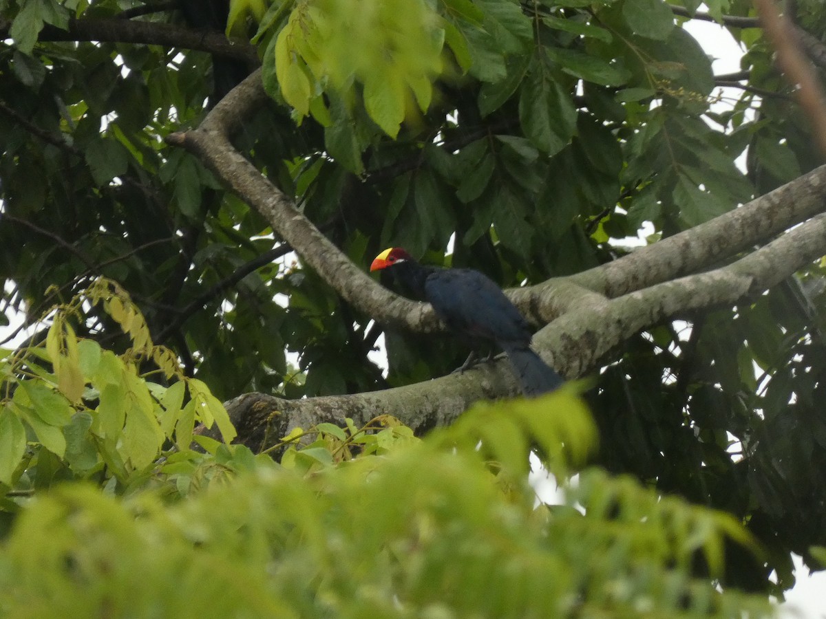 Violet Turaco - ML459749591