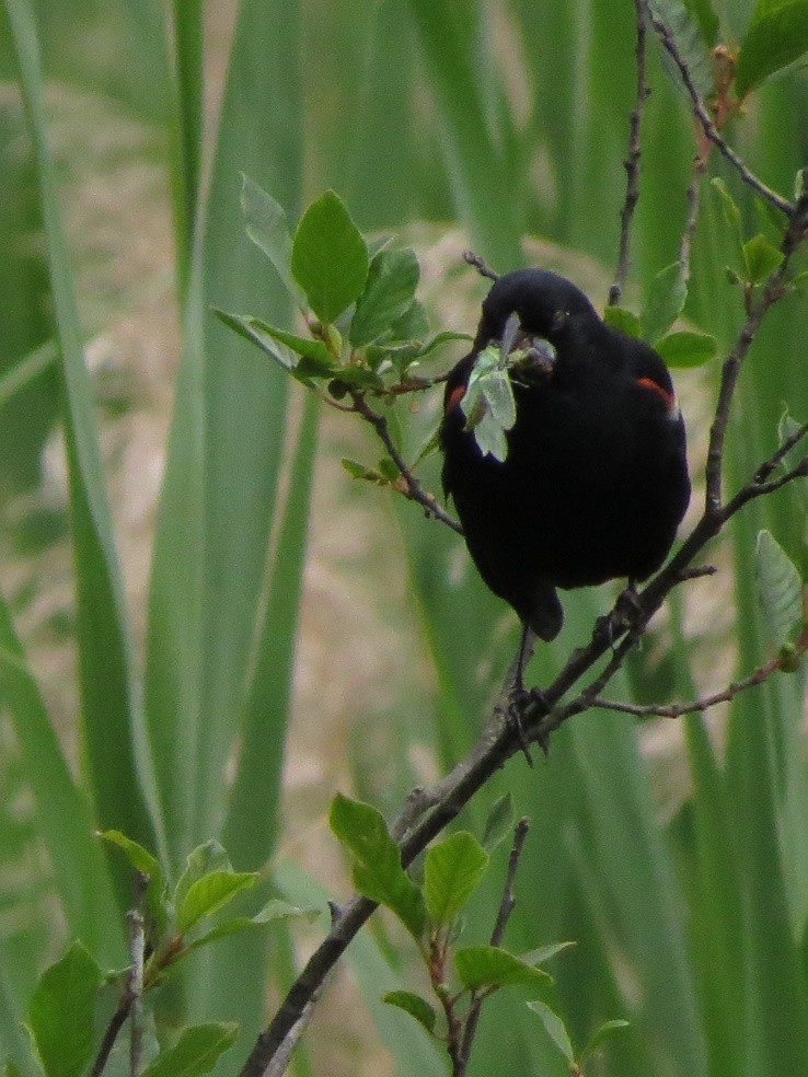 Red-winged Blackbird (Red-winged) - Nora E Hanke