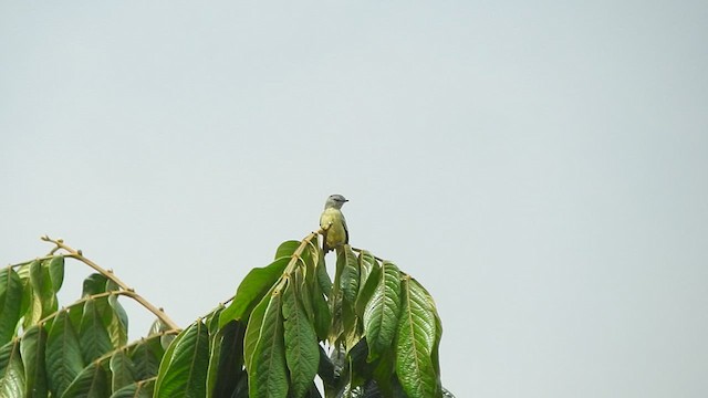 Yellow-crowned Tyrannulet - ML459751161