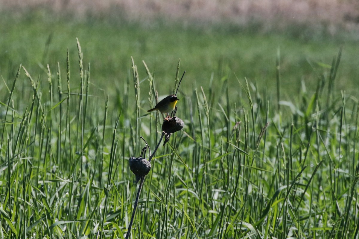 Common Yellowthroat - ML459751831